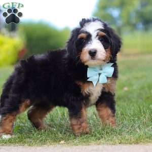 A Boy Named Sue, Mini Bernedoodle Puppy